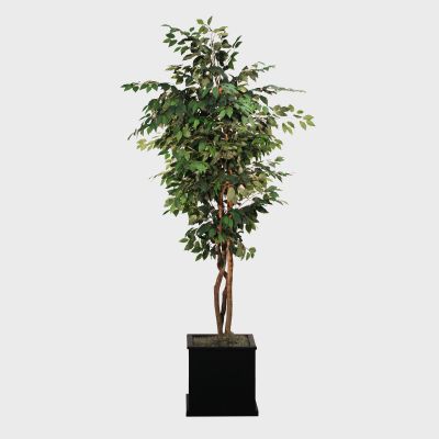 Image of Silk Ficus Tree
