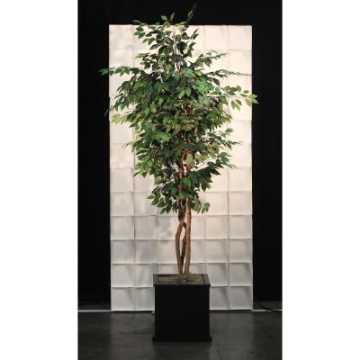 Image two of Silk Ficus Tree