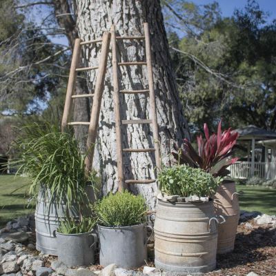Image of Vineyard Rustic Fruit Tree Ladders